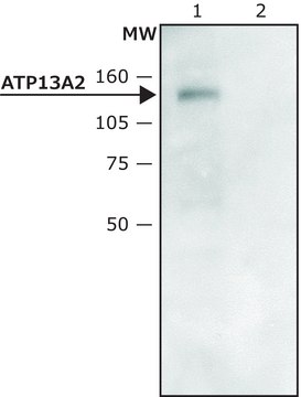 Anti-ATP13A2 (C-terminal region) antibody produced in rabbit ~1.5&#160;mg/mL, affinity isolated antibody, buffered aqueous solution