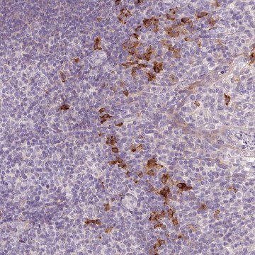 Anti-HAX1 antibody produced in rabbit Prestige Antibodies&#174; Powered by Atlas Antibodies, affinity isolated antibody, buffered aqueous glycerol solution