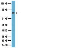 Anti-Glutamate Receptor 2 &amp; 3 Antibody Chemicon&#174;, from rabbit