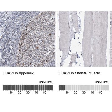 Anti-DDX21 antibody produced in rabbit Prestige Antibodies&#174; Powered by Atlas Antibodies, affinity isolated antibody, buffered aqueous glycerol solution