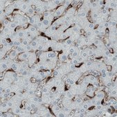 Monoclonal Anti-MRC1 antibody produced in mouse Prestige Antibodies&#174; Powered by Atlas Antibodies, clone CL0387, purified immunoglobulin, buffered aqueous glycerol solution