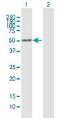 Anti-NFIX antibody produced in mouse purified immunoglobulin, buffered aqueous solution
