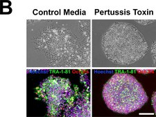 Anti-TRA-1-81 Antibody, clone TRA-1-81 clone TRA-1-81, Chemicon&#174;, from mouse