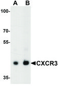 Anti-CXCR3 antibody produced in rabbit affinity isolated antibody