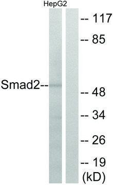 Anti-SMAD2 antibody produced in rabbit affinity isolated antibody