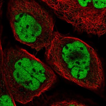 Anti-DPF2 antibody produced in rabbit Prestige Antibodies&#174; Powered by Atlas Antibodies, affinity isolated antibody