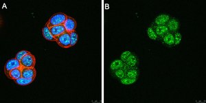 Anti-Ubiquilin 4 Antibody, clone 5K6 ZooMAb&#174; Rabbit Monoclonal recombinant, expressed in HEK 293 cells