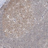Anti-KANSL3 antibody produced in rabbit Prestige Antibodies&#174; Powered by Atlas Antibodies, affinity isolated antibody, buffered aqueous glycerol solution