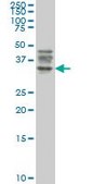 Monoclonal Anti-ATG3 antibody produced in mouse clone 1F7, purified immunoglobulin, buffered aqueous solution