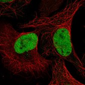 Anti-QRICH1 antibody produced in rabbit Prestige Antibodies&#174; Powered by Atlas Antibodies, affinity isolated antibody, buffered aqueous glycerol solution