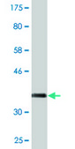 Monoclonal Anti-KLHL1 antibody produced in mouse clone 3C2, purified immunoglobulin, buffered aqueous solution
