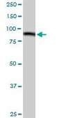 Anti-C1S antibody produced in rabbit purified immunoglobulin, buffered aqueous solution