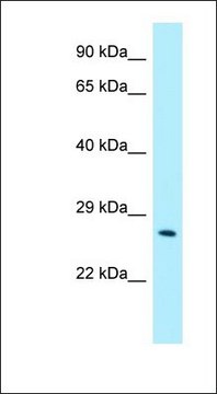 Anti-CRISP3 antibody produced in rabbit affinity isolated antibody