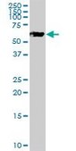 Anti-PSAP antibody produced in mouse purified immunoglobulin, buffered aqueous solution