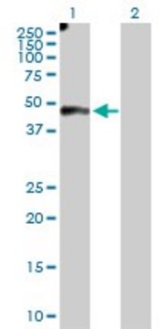 Anti-EFEMP2 antibody produced in rabbit IgG fraction of antiserum, buffered aqueous solution