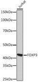 Anti-FOXP3 Antibody, clone 6K3D9, Rabbit Monoclonal