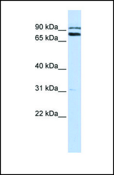Anti-TRIM67, (C-terminal) antibody produced in rabbit affinity isolated antibody