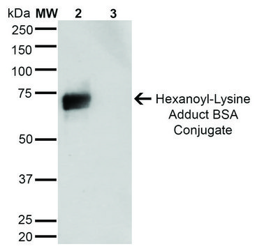 Monoclonal Anti-Hexanoyl-Lysine adduct antibody produced in mouse clone 5E8