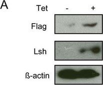 Monoclonal Anti-&#946;-Actin antibody produced in mouse clone AC-74, purified immunoglobulin, buffered aqueous solution