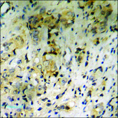 Anti-phospho-Synuclein-&#945; (pTyr136) antibody produced in rabbit affinity isolated antibody