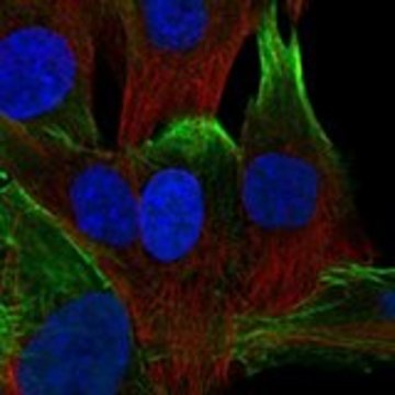 Anti-NEXN antibody produced in rabbit Prestige Antibodies&#174; Powered by Atlas Antibodies, affinity isolated antibody, buffered aqueous glycerol solution