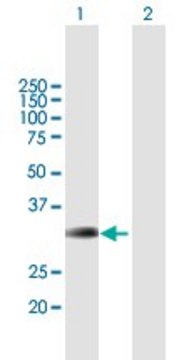 Anti-BRMS1 antibody produced in mouse purified immunoglobulin, buffered aqueous solution