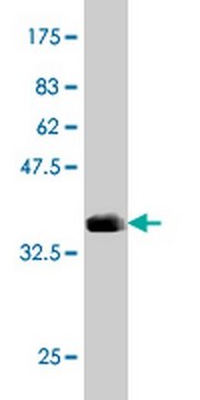 Anti-ARSB Mouse mAb (1A4) liquid, clone 1A4, Calbiochem&#174;