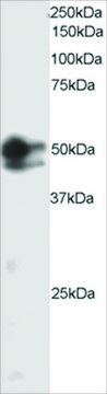 Anti-SMAD2/MADH2 antibody produced in goat affinity isolated antibody, buffered aqueous solution