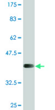 Monoclonal Anti-APOL6, (N-terminal) antibody produced in mouse clone 1F7, purified immunoglobulin, buffered aqueous solution