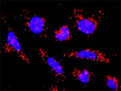 Monoclonal Anti-ACVR1B antibody produced in mouse clone 1C1, purified immunoglobulin, buffered aqueous solution