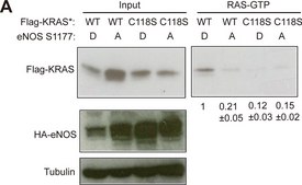 Anti-&#946;-Tubulin antibody, Mouse monoclonal clone TUB 2.1, purified from hybridoma cell culture