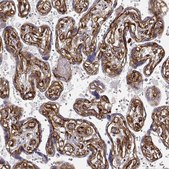 Monoclonal Anti-LAMC1 antibody produced in mouse Prestige Antibodies&#174; Powered by Atlas Antibodies, clone CL3199, purified immunoglobulin, buffered aqueous glycerol solution
