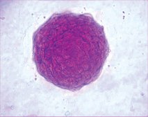 ES Cell Characterization Kit The Embryonic Stem Cell Characterization Kit phenotypically assesses the differentiation status of ES cells by measuring their AP activity, cell-surface stage-specific antigens (SSEA-1, SSEA-4) as well as expression of TRA-1-60, TRA-1-81 antigens.