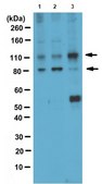 Anti-SUN1 Antibody from rabbit, purified by affinity chromatography