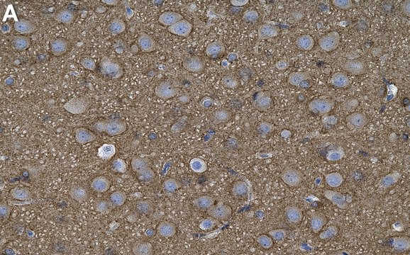 Anti-Tau Antibody, clone T49 ZooMAb&#174; Mouse Monoclonal recombinant, expressed in HEK 293 cells