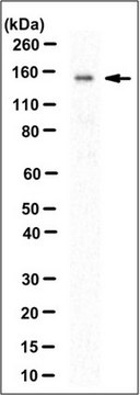 Anti-ADNP1 Antibody, clone 5F5.1 clone 5F5.1, from mouse