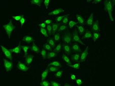 Anti-APEX1 antibody produced in rabbit