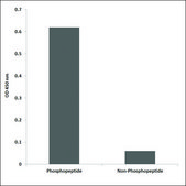 Anti-phospho-AKT1/3 (pTyr437/434) antibody produced in rabbit affinity isolated antibody