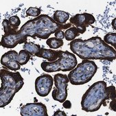 Anti-APMAP antibody produced in rabbit Prestige Antibodies&#174; Powered by Atlas Antibodies, affinity isolated antibody, buffered aqueous glycerol solution