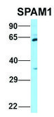 Anti-SPAM1 (C-terminal) antibody produced in rabbit affinity isolated antibody