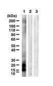 Anti-Ubiquitin Lys63 Antibody, clone HWA4C4 ZooMAb&#174; Mouse Monoclonal recombinant, expressed in HEK 293 cells