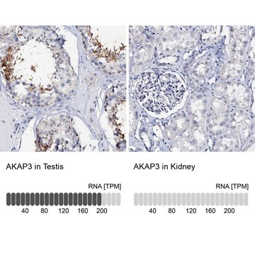 Anti-AKAP3 antibody produced in rabbit Prestige Antibodies&#174; Powered by Atlas Antibodies, affinity isolated antibody, buffered aqueous glycerol solution