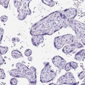 Anti-PPP1R17 antibody produced in rabbit Prestige Antibodies&#174; Powered by Atlas Antibodies, affinity isolated antibody, buffered aqueous glycerol solution