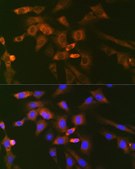 Anti-Ube2N/Ubc13 antibody produced in rabbit