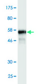 Monoclonal Anti-PKD1L2 antibody produced in mouse clone 3F6, ascites fluid, solution