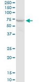 Monoclonal Anti-PPP2R1A antibody produced in mouse clone 4E6, purified immunoglobulin, buffered aqueous solution