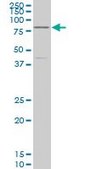 Monoclonal Anti-TCF4 antibody produced in mouse clone 1G4, purified immunoglobulin, buffered aqueous solution