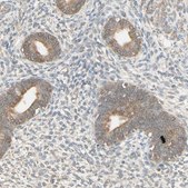Anti-MRVI1 antibody produced in rabbit Prestige Antibodies&#174; Powered by Atlas Antibodies, affinity isolated antibody, buffered aqueous glycerol solution