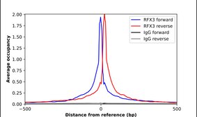 Anti-RFX3 antibody produced in rabbit Prestige Antibodies&#174; Powered by Atlas Antibodies, affinity isolated antibody, buffered aqueous glycerol solution