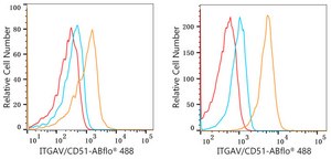 Anti-Integrin alpha V (ITGAV/CD51) Antibody, clone 10T9N2, Rabbit Monoclonal